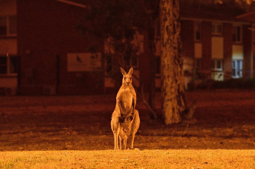 Tak płonie Australia. Dramatyczne zdjęcia