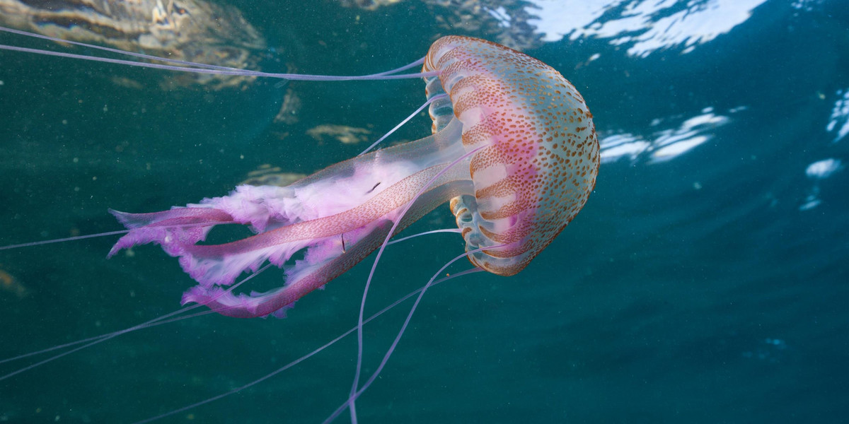 U wybrzeży Adriatyku pojawiły się meduzy świecące. Spotkanie z nimi może być niebezpieczne.