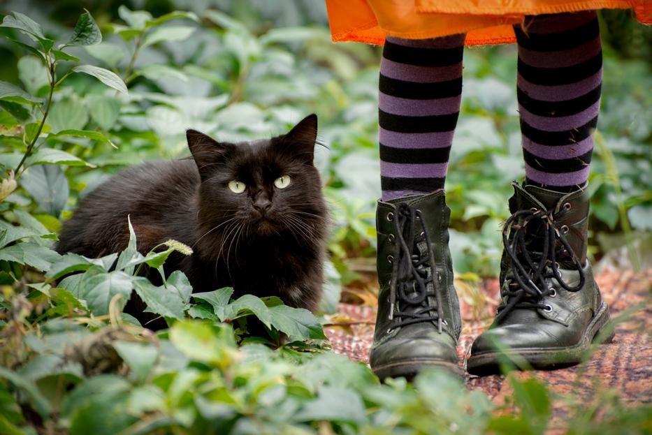 Talán sejtelmed sincs, milyen misztikus erő rejlik a macskádban. Fotó: Getty Images