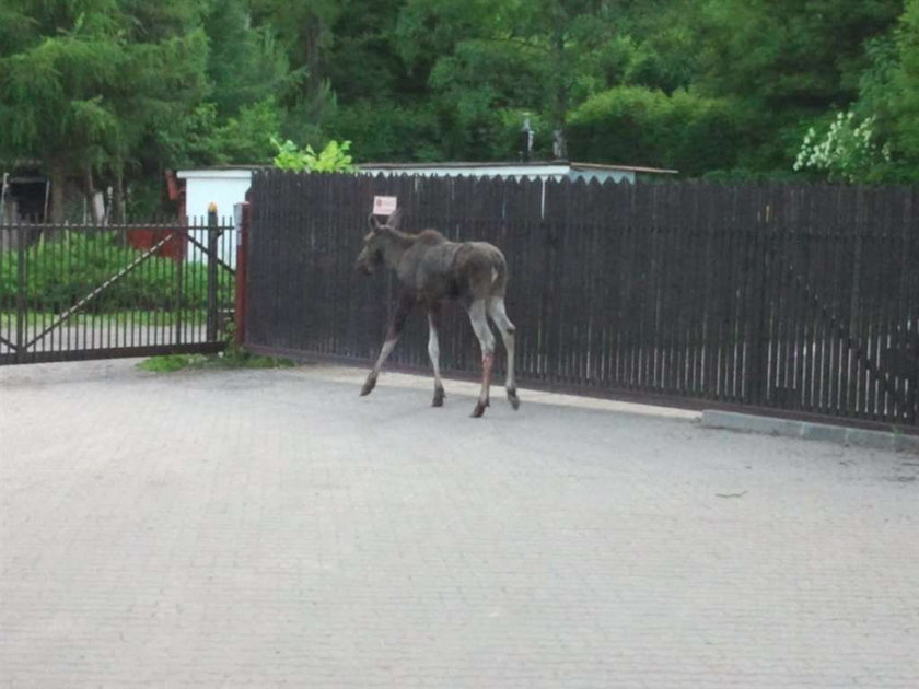 Łoś szalał po Krakowie!