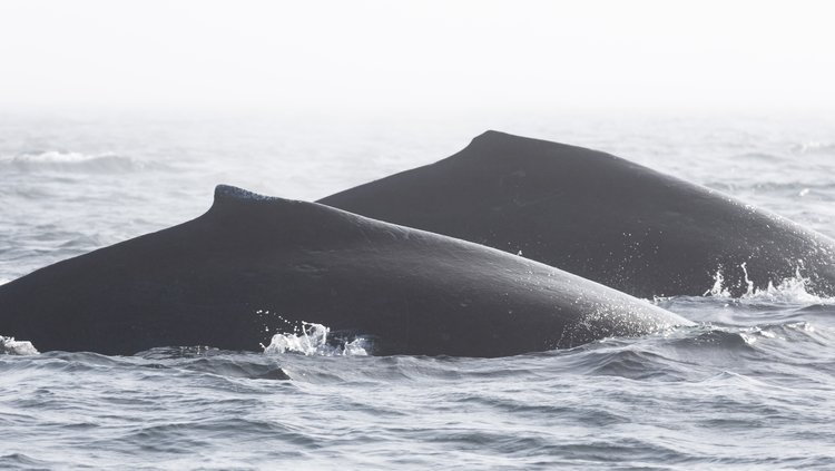 Przyrodnicy z Pacific Whale Watch Association sfilmowali bójkę orek z humbakami