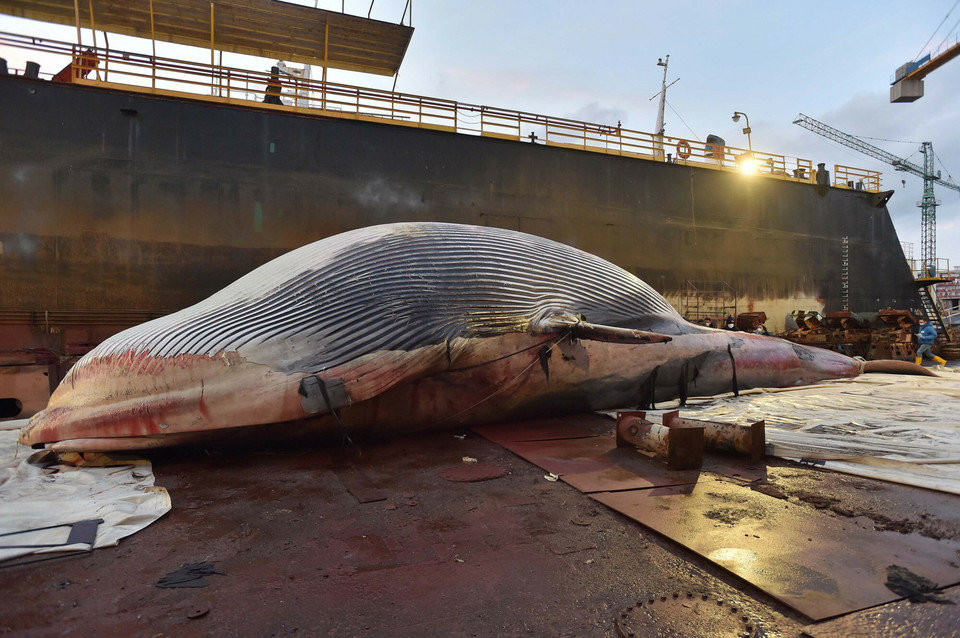 Przy brzegu popularnej, włoskiej plaży znaleziono ogromnego, martwego wieloryba 