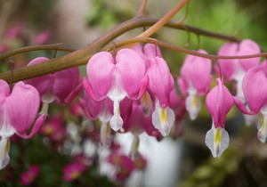 Dicentra