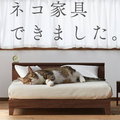 Japońska firma stworzyła kolekcję mebli dla kotów