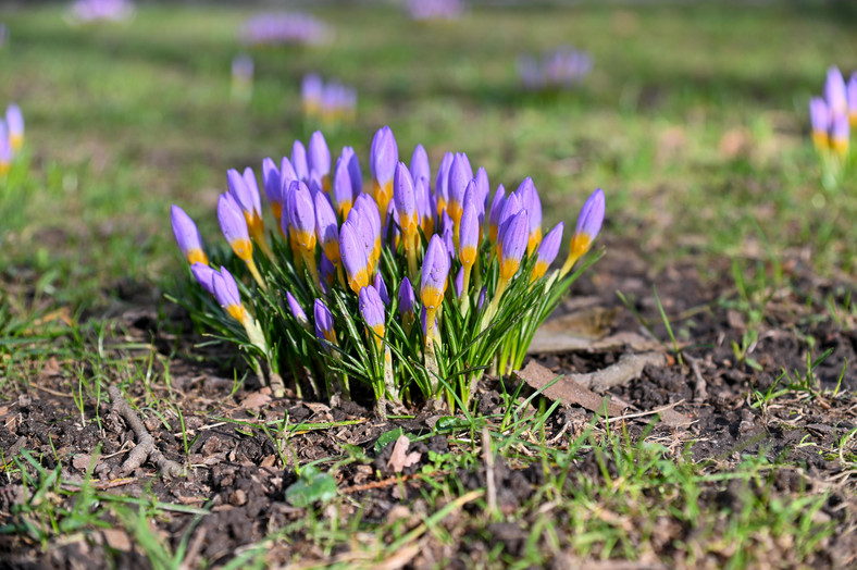 Kwitnące krokusy w Szczecinie