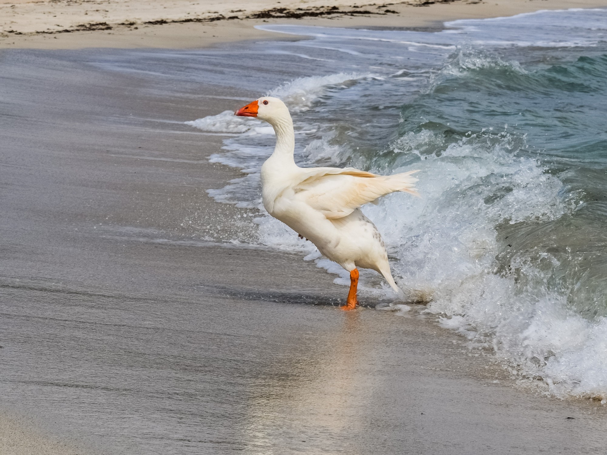 Vacationers are being terrorized by an aggressive goose. (illustrative photo)