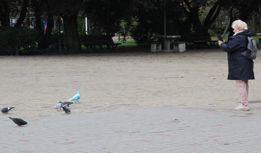 Błękitny gołąb w Kołobrzegu