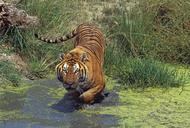 Tygrys bengalski
