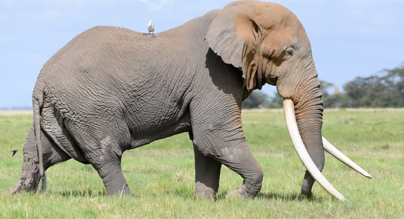 Tim, Elephant with giant tusker