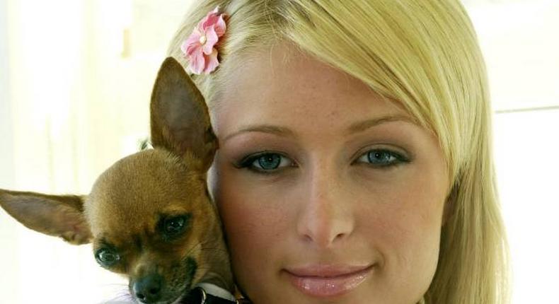 Paris Hilton loses dog, Tinkerbell