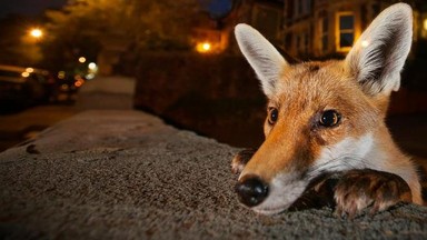 Zwycięzcy konkursu Wildlife Photographer of the Year 2016 - najlepsze zdjęcia przyrodnicze