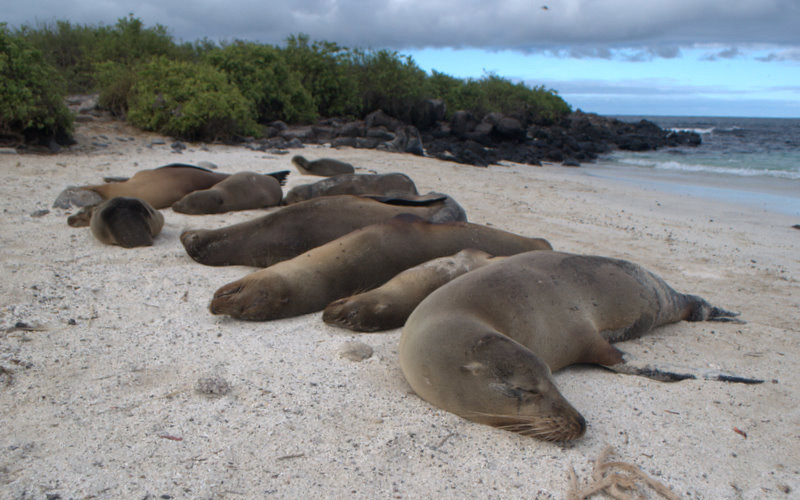 Wyspa Galapagos