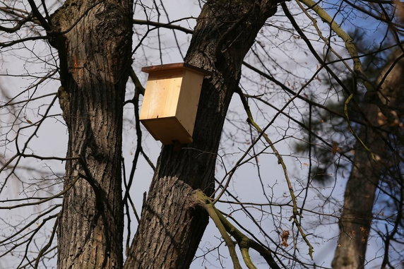 W Łodzi powstał plac zabaw dla wiewiórek. Nie chodzi jednak wyłącznie o zabawę!