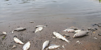 Co zatruło ryby w Odrze? Są pierwsze wyniki badań