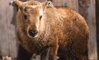 Takiny złote czują się u nas jak w Himalajach!
