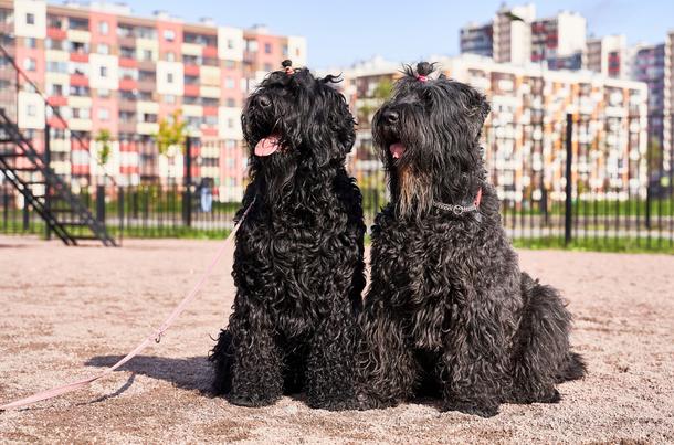 Which global dog breed is your perfect match?