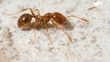 Czerwona mrówka ognista zadomowiła się w Europie i może dotrzeć do Polski