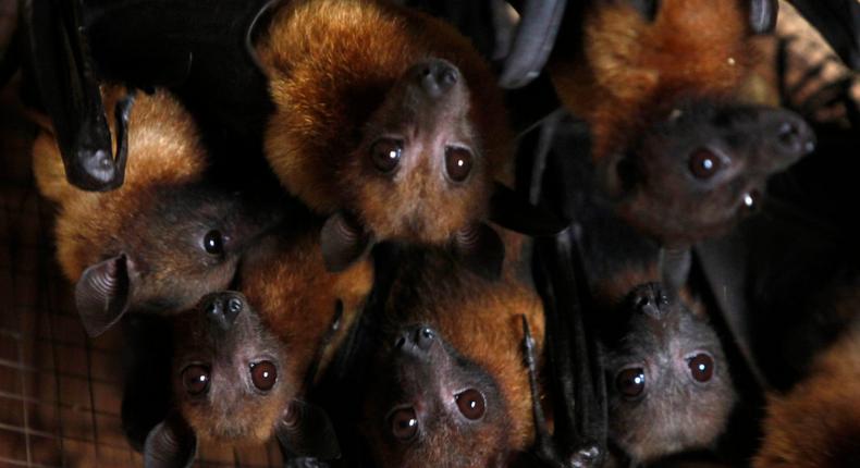 fruit bats