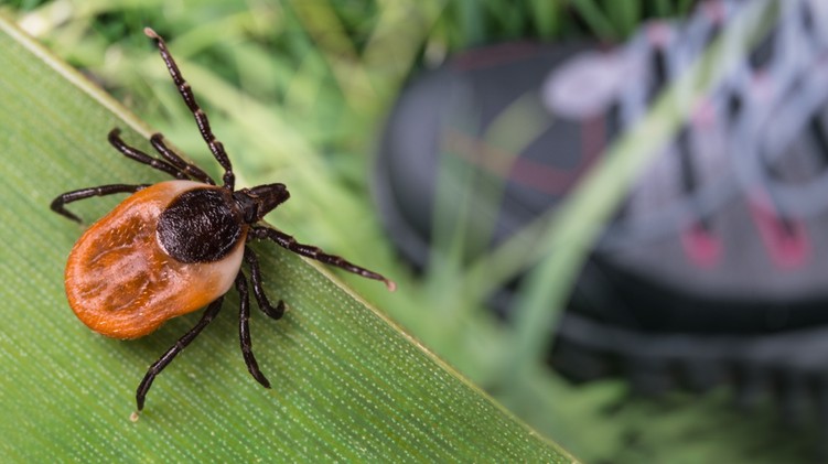 kullancs, kullancs csípés eltávolítás, lyme kór