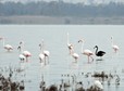 CYPRUS ANIMALS BLACK FLAMINGO (Rare black flamingo spotted on Cyprus)