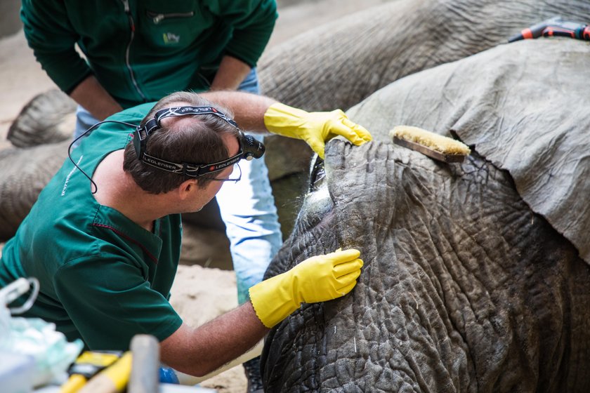 Słoń z poznańskiego zoo przeszedł operację