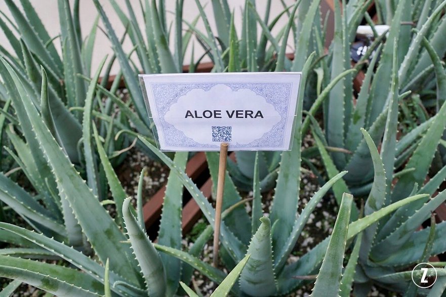 Aloes zwyczajny