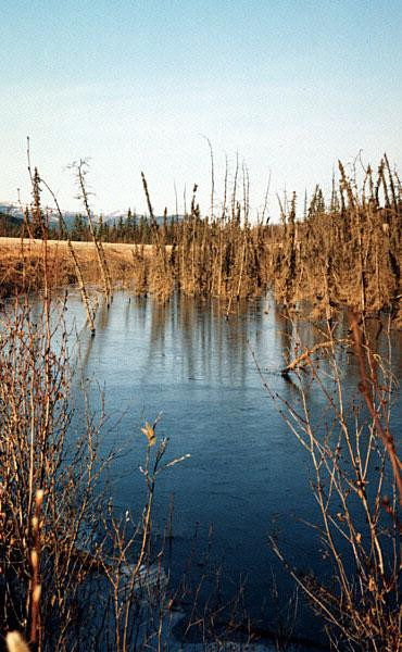 Galeria USA - przystanek Alaska, obrazek 6