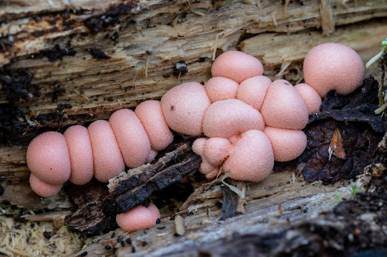 Młode owocniki rulika nadrzewnego najczęściej przybierają różową barwę