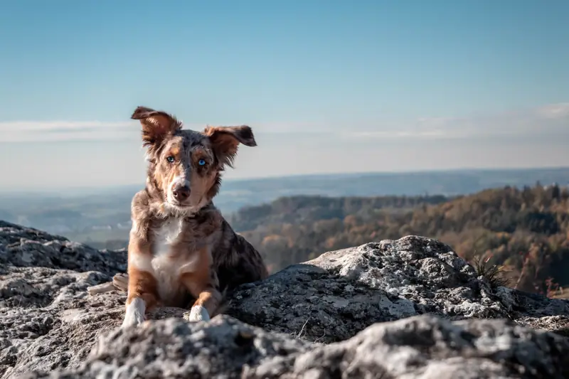 australian shepherd dog / Sara Kurfeß on Unsplash