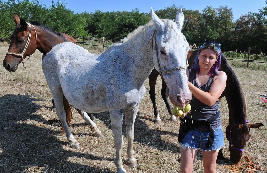 Konji su dobijali kruške, jabuke jer su to za njih slatkiši