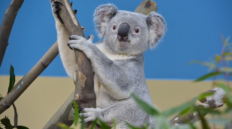 Nur-Nuru-Bin a Fővárosi Állatkert koalája/Fotó: zoobudapest.com - László Melinda