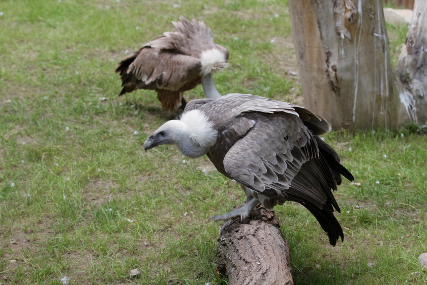 Nowy wybieg dla sępów w łódzkim zoo 