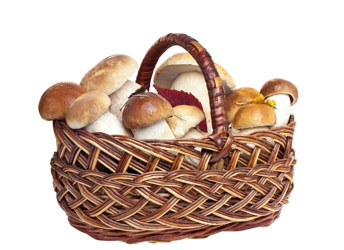 Grzyby zawierają sole mineralne
