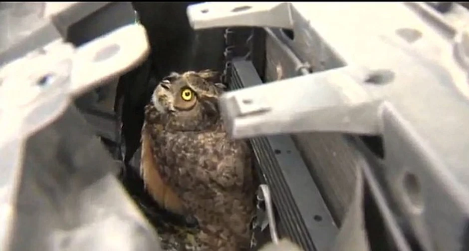Sova je preživela vožnju od sto kilometara na sat