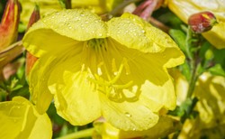 Warto być z nim blisko - dla zdrowia i urody! Niezwykłe właściwości wiesiołka