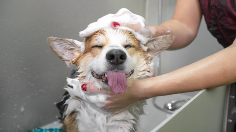 Twój pies nie lubi się kąpać? To może być przyczyną