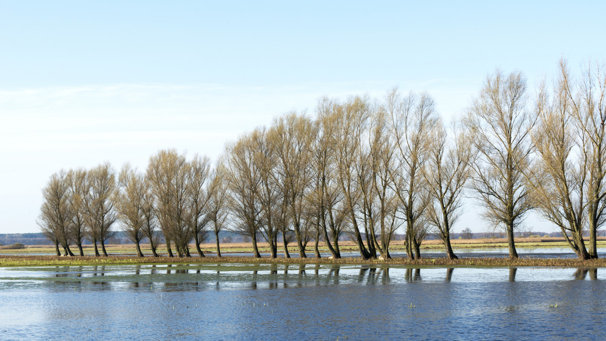 W Biebrzańskim i Białowieskim Parku Narodowym, ale też w innych miejscach w Podlaskiem miłośnicy przyrody pomagają płazom w corocznych wiosennych wędrówkach do zbiorników wodnych, by mogły bezpiecznie dotrzeć do miejsc rozmnażania.