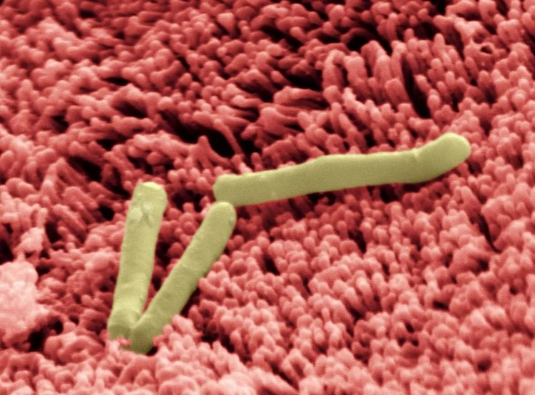 Lactobacillus na kosmkach jelitowych