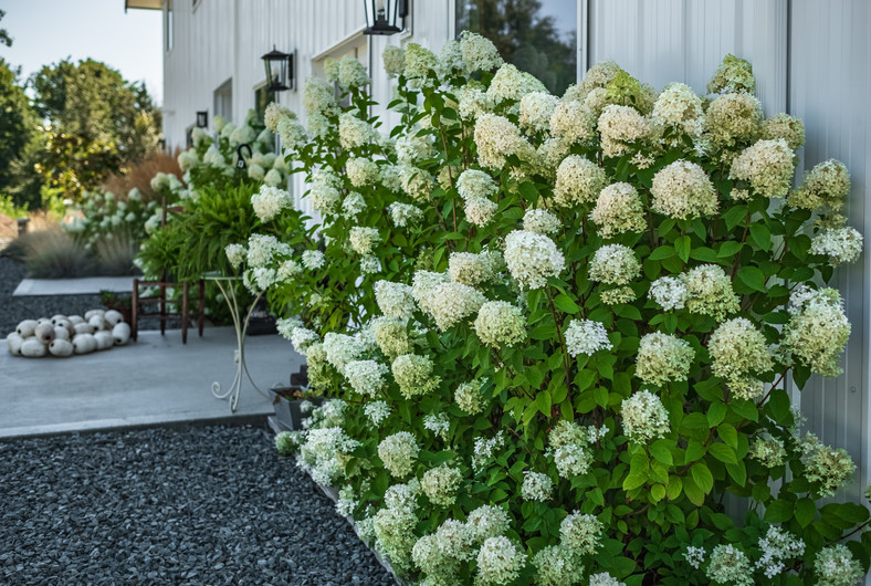 Hortensja bukietowa (Hydrangea paniculata)