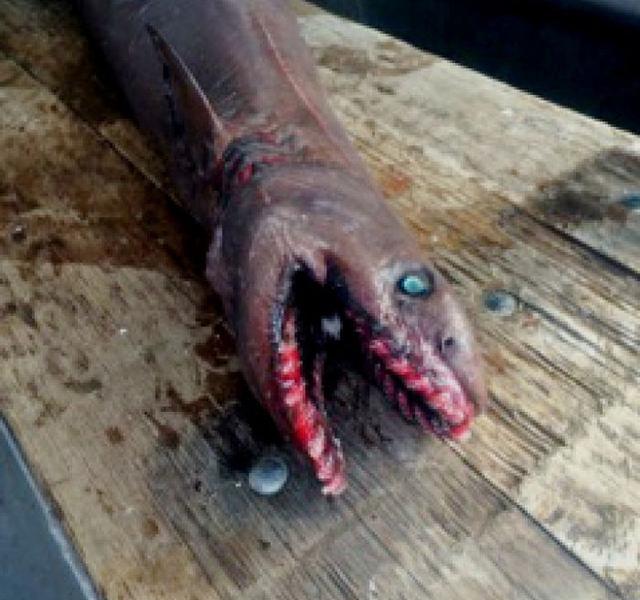 Félelmetes állatot szedtek ki a tengerből - Blikk Rúzs