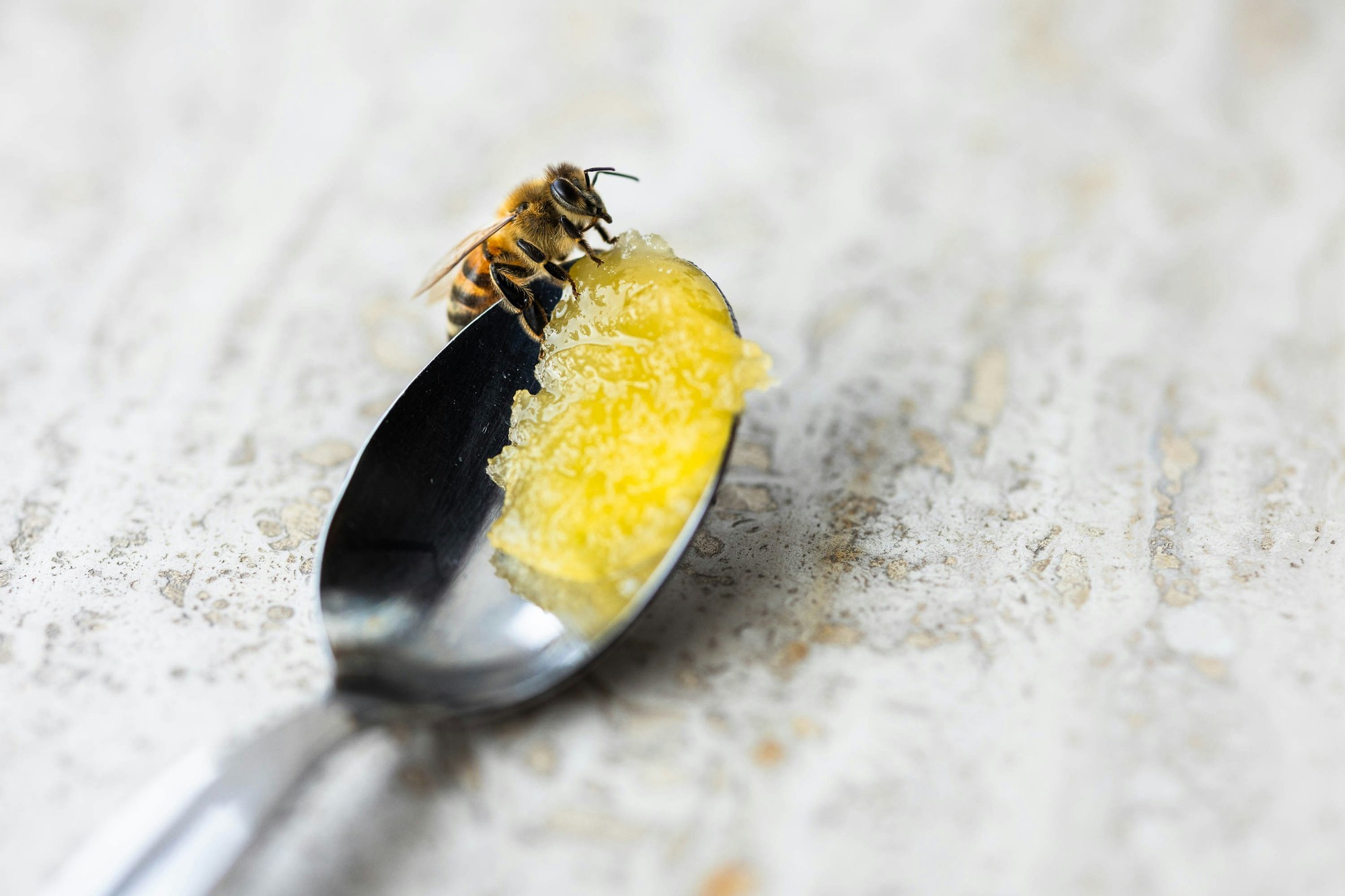 Podľa vedcov sa nemusíte báť osladiť horúci čaj lyžičkou medu.