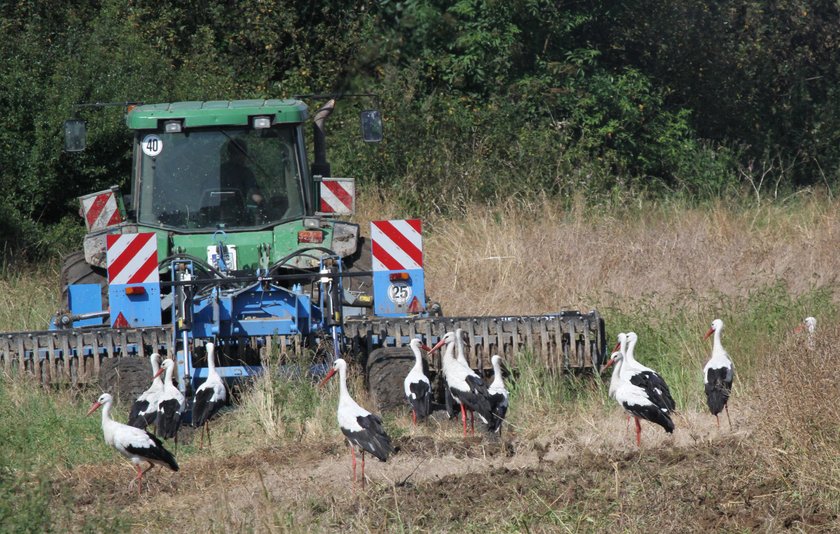 To już koniec lata? Ptaki już odlatują