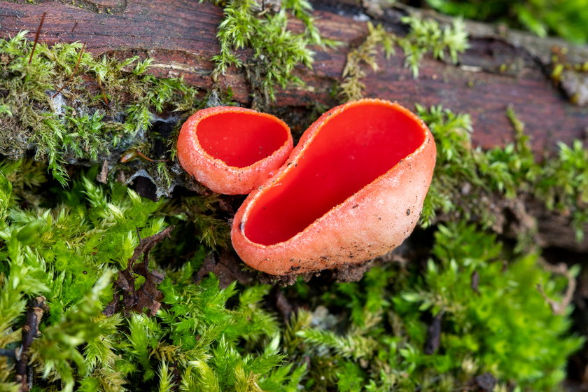 Niezwykłe, kolorowe grzyby w polskich lasach. Które są jadalne, a które trujące?