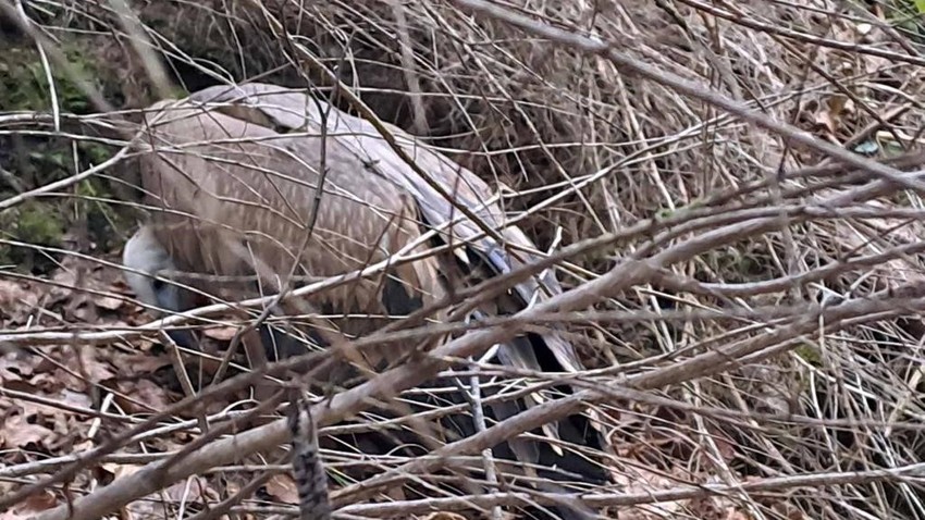 1697014048 spaseni-beloglavi-supovi-foto-vjekoslav-joksimoviC-2