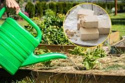 Oprysk i nawóz z drożdży. Co daje podlewanie roślin drożdżami?