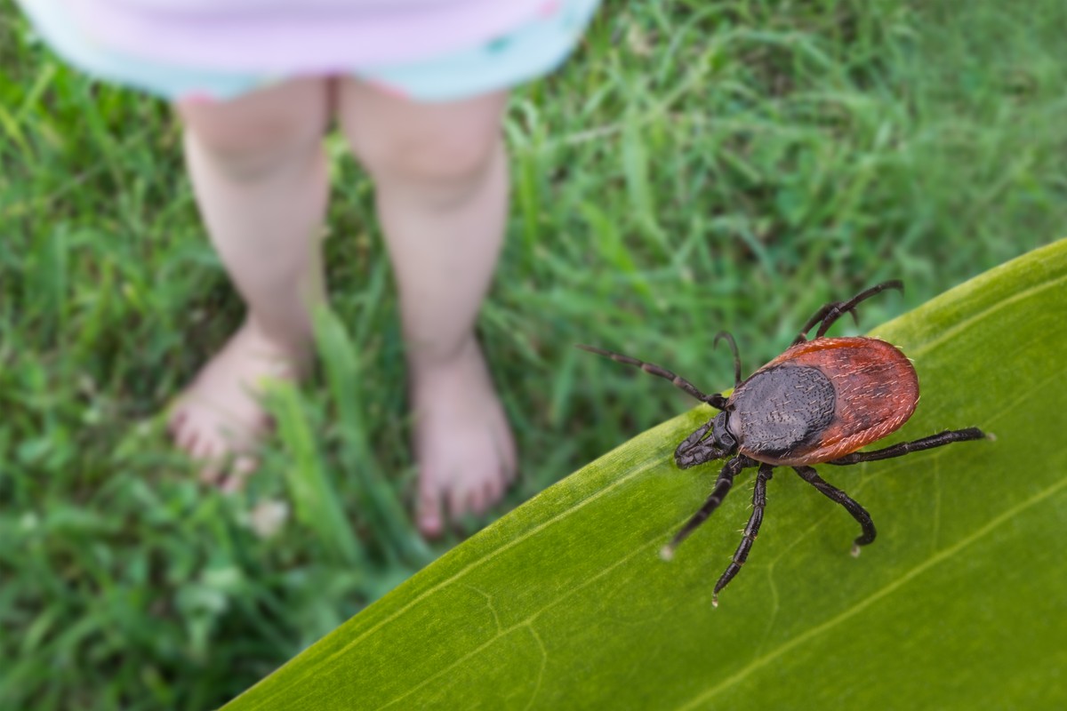 Kleszcze budzą się do życia. Jakie są objawy boreliozy? To nie zawsze rumień!