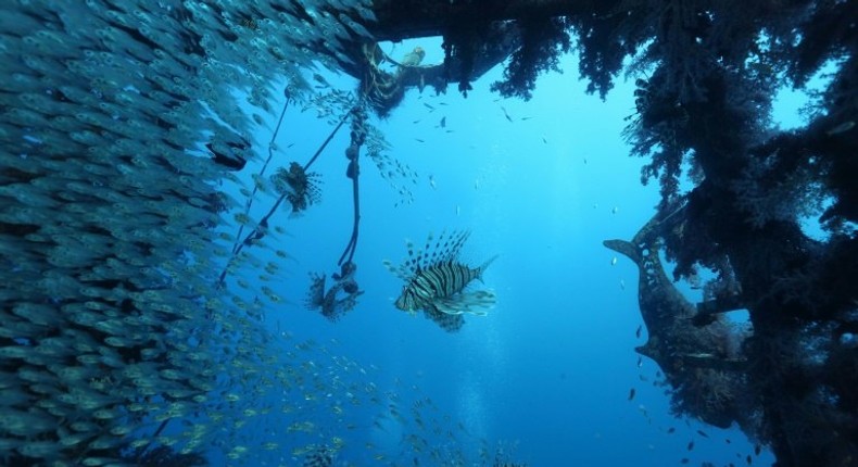 Global warming has in recent years caused colourful coral reefs to bleach and die around the world -- but not in the Gulf of Eilat, or Aqaba, part of the northern Red Sea.