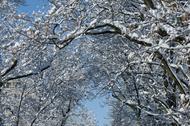 zima drzewa w śniegu