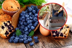 Podsyp borówkę amerykańską, a obsypie się owocami. Jeden nawóz jest szczególnie skuteczny