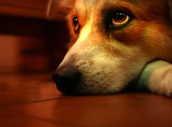 Wyrzucili psa przez okno i dobili